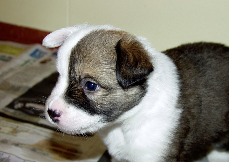 Loading Image
