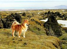Birta1
