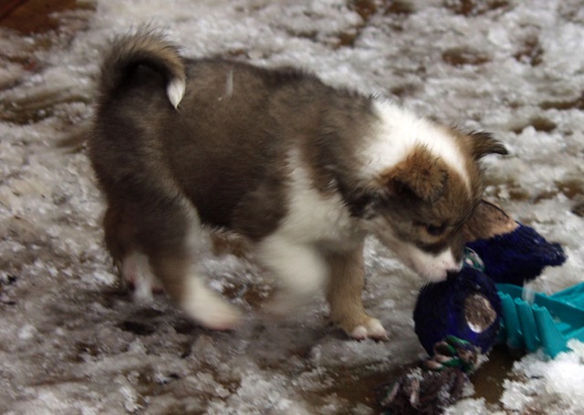 Loading Image